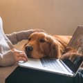 犬が優しく触ってく…