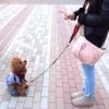 犬にやってはいけな…