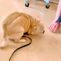 トリミングサロンで…