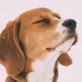 新発見！犬の鼻は匂…