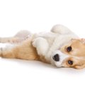 【獣医師執筆】犬の…