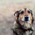 犬の『里親になって…