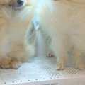 犬2匹を初めて『ドラ…