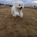 ドッグランで大激走…