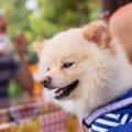 犬の散歩に取り入れ…