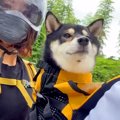 犬と一緒にバイクに…