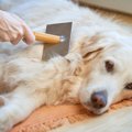 抜け毛が多い犬種ラ…