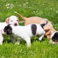子犬の社会化はどの…