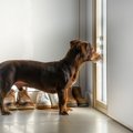 留守番を苦手に感じ…