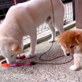 犬の親子が『感動の…