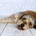 犬がペットホテルに…