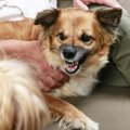 愛犬を触ると唸って…