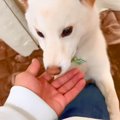 他の犬に浮気をして…