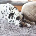 犬が『留守番中』に…