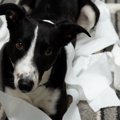 犬が『たまにトイレ…