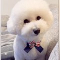 真っ白なフワフワ犬…
