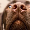 犬が『人のおしりを…