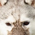 何気なく犬の写真を…