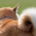 かわいい～♡しっぽが…
