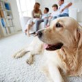大型犬を室内で飼う…