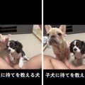 子犬に『まて』を教…