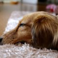 愛犬のしゃっくり・…