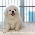 毎日するべき？犬の…