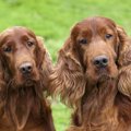 あなたと愛犬の相性…