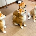 4匹の子犬たちを『同…