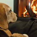 犬にとって超危険な…
