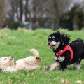 子犬をパピークラス…
