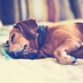 犬のてんかんの種類…