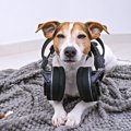 気を付けて！犬が驚…
