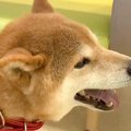 警察から『迷子犬』…
