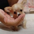 極小チワワの子犬を…