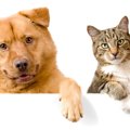 【やっぱり犬は飼い…