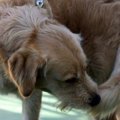 犬が『自傷行為』を…