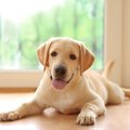 犬が急に『家中を走…