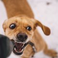 犬に警戒されやすい…
