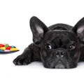 犬の痛み止めについ…