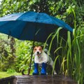 犬は『カタツムリ』…