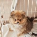 犬に危険な『室内環…