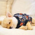 犬が胃酸過多になる…