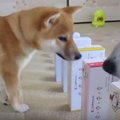 柴犬コンビがドミノ…