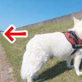 散歩中の大型犬に『…