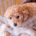 犬が『ケージ』から…