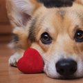 愛犬からの『愛され…
