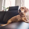 犬を家族に迎える前…