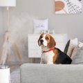 犬に最適な『温度・…