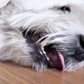 犬の熱中症『初期症…